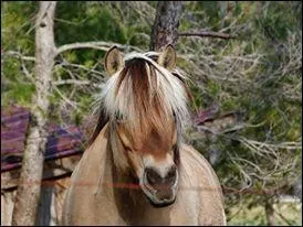 La rponse est bien sr vidente, de quelle race cette jument fait-elle partie ?