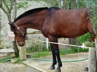 De quelle race est cette jument ?