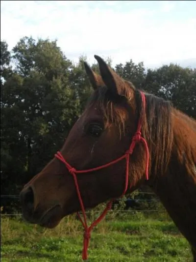 De quelle race est ce beau poulain ?