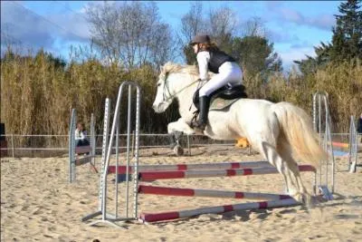 De quelle race est cette jument ?