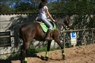 De quelle race est ce cheval ?