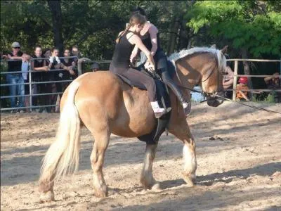 De quelle race est cette jument ?