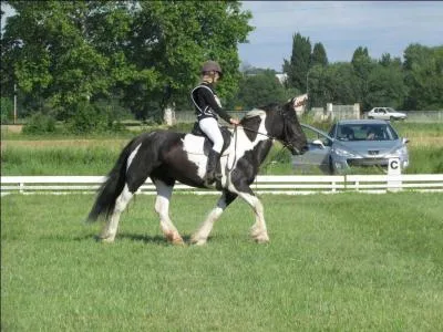De quelle race est cette jument ?