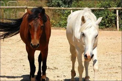 Quel est le bon ordre de sellage ?