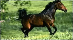 A quoi servent les granuls ?