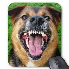 ''Vers 18 h 30, la brigade canine arrive ! Tout le monde est sur les dents.''