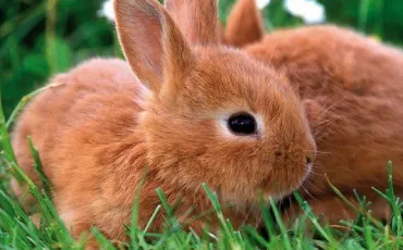 Quiz Lapins