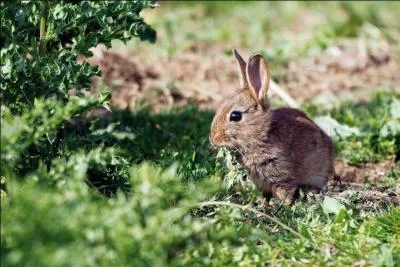 L'esprance de vie d'un lapin et de :