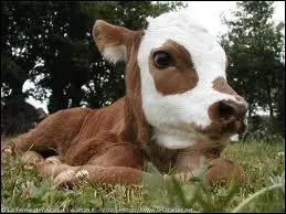 Continuons ce quiz avec une marque de voiture sudoise appartenant au groupe chinois Geely, il s'agit donc de Vol...