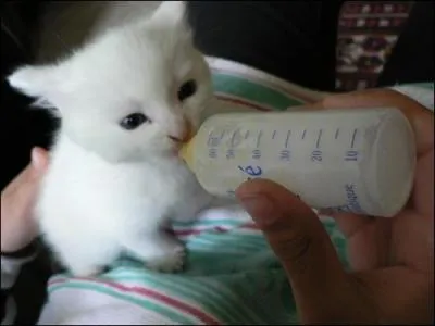 Qui a crit la chanson  Quand margot dgrafait son corsage  ?
