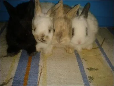 Combien y a-t-il de lapereaux ?