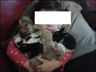 Combien y a-t-il de lapereaux ?