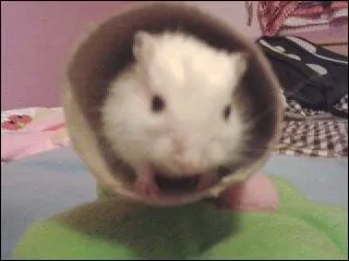 Quel est cet animal ?