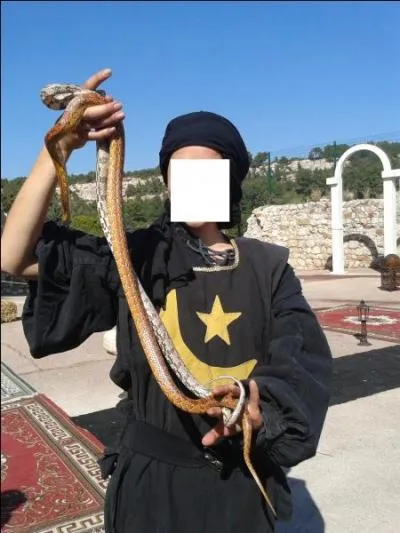 Combien y a-t-il de serpents ?