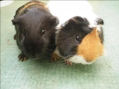 Quels sont ces animaux ?