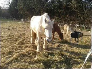 Combien y a-t-il de chevaux ?