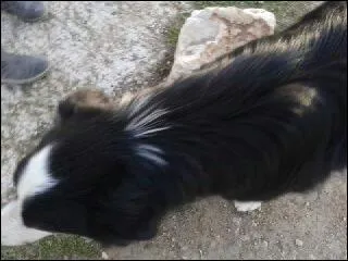 Quel est cet animal ?