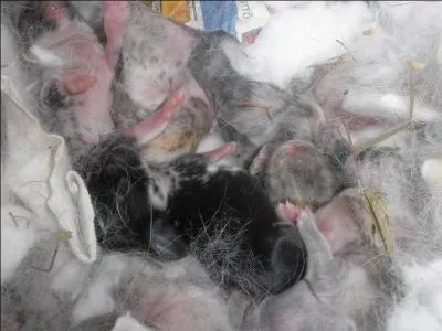 Quels sont ces animaux ?