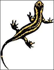 Quel est le surnom de Natsu ?