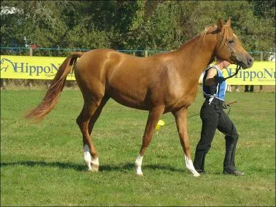 Quelle est la robe de ce cheval ?