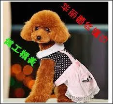 Qu'est-ce qu'une robe  pie  chez un animal ?