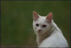 Quel est son nom de guerrier ?