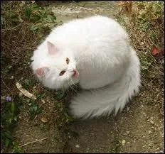 Quel rle tient Tornade Blanche ?