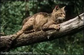 Qui est le mentor de Nuage Gris ?