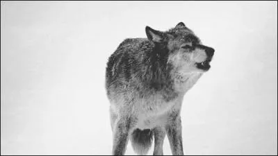 Dans quelle srie/saga trouve-t-on des loups-garous ?