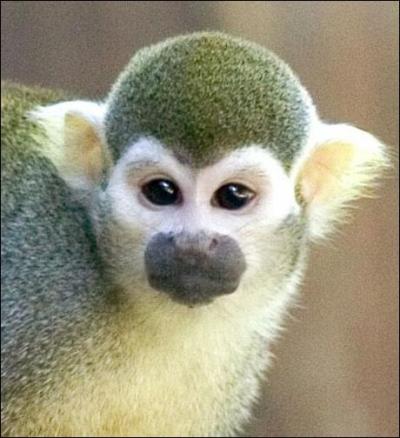 Ce mignon petit primate vit dans les forts tropicales d'Amrique du Sud. Qui est-ce ?