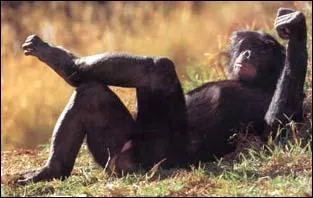 Il ressemble au chimpanz et il passe le plus clair de son temps  s'accoupler. Qui est-ce ?