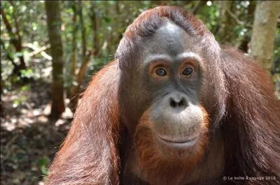 Et celui-ci est en voie de disparition. Qui est-ce ?