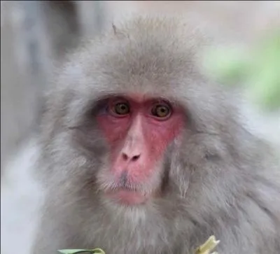 Il vit dans le froid et a de longs poils. Qui est-ce ?