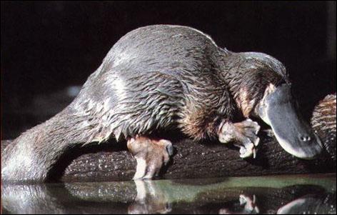 quel animal n a pas de queue