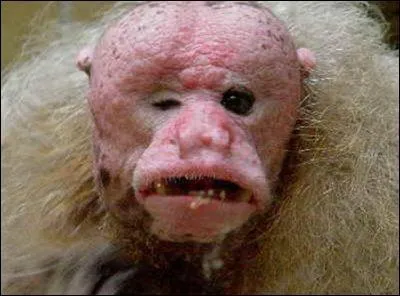 Pas magnifique non plus ce singe, qui est-ce ?