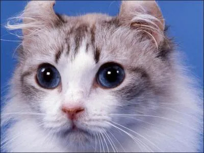 Quelle est cette race de chat qui nat avec des oreilles retrousses ?