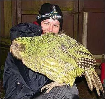 Et ce perroquet trs rare de Nouvelle-Zlande ?