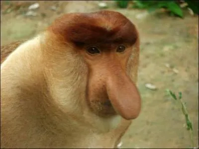 Et ce singe au gros nez ?