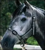 Qui est le cheval de la jeune fille de la question prcdente ?