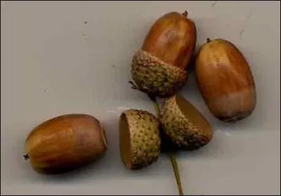 T'es mal plac dans la chane alimentaire pour faire ta grande gueule !