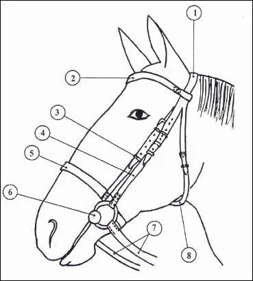 Comment s'appelle la partie 3 du filet ?