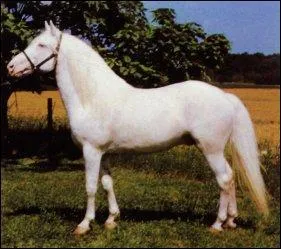 Quelle est la couleur de la robe ci-dessous ?