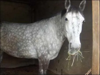 Quelle est la couleur de la robe ci-dessous ?