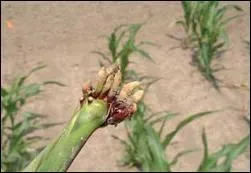 Quel plante permet de soigner des morsures de rat ?