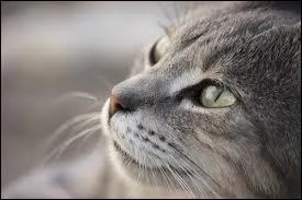 Qui accompagne l'lu du clan de la rivire ?