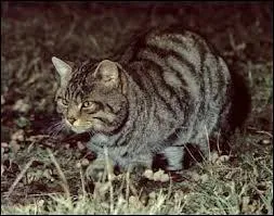 Comment s'appelle le chat qu'ils rencontrent et qui devient leur guide pendant le voyage ?