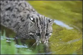 Quel got avait l'eau dans le rve de Griffe de Ronce ?