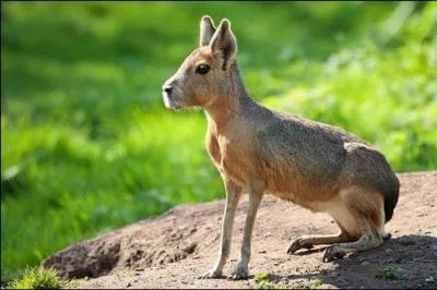 Quel est le nom de cet animal ?