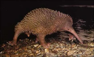 Quel est le nom de cet animal ?