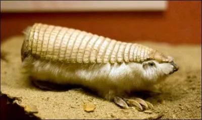 Quel est le nom de cet animal ?